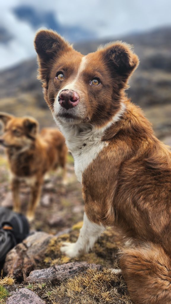 Close-up photo of a brown-and-white herding dog seen along the Lares Trek.