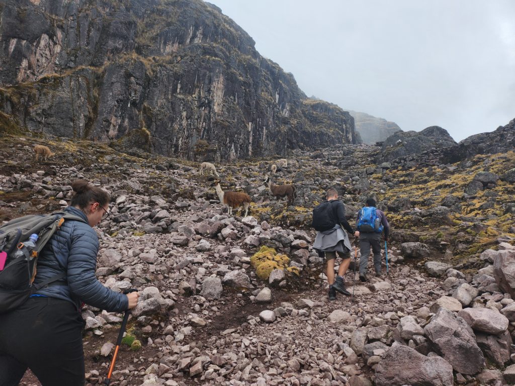 Ada's hiking companions on the Lares Trek, on a rocky path up to the cloud forest. Beside the path are llamas and vicunas.