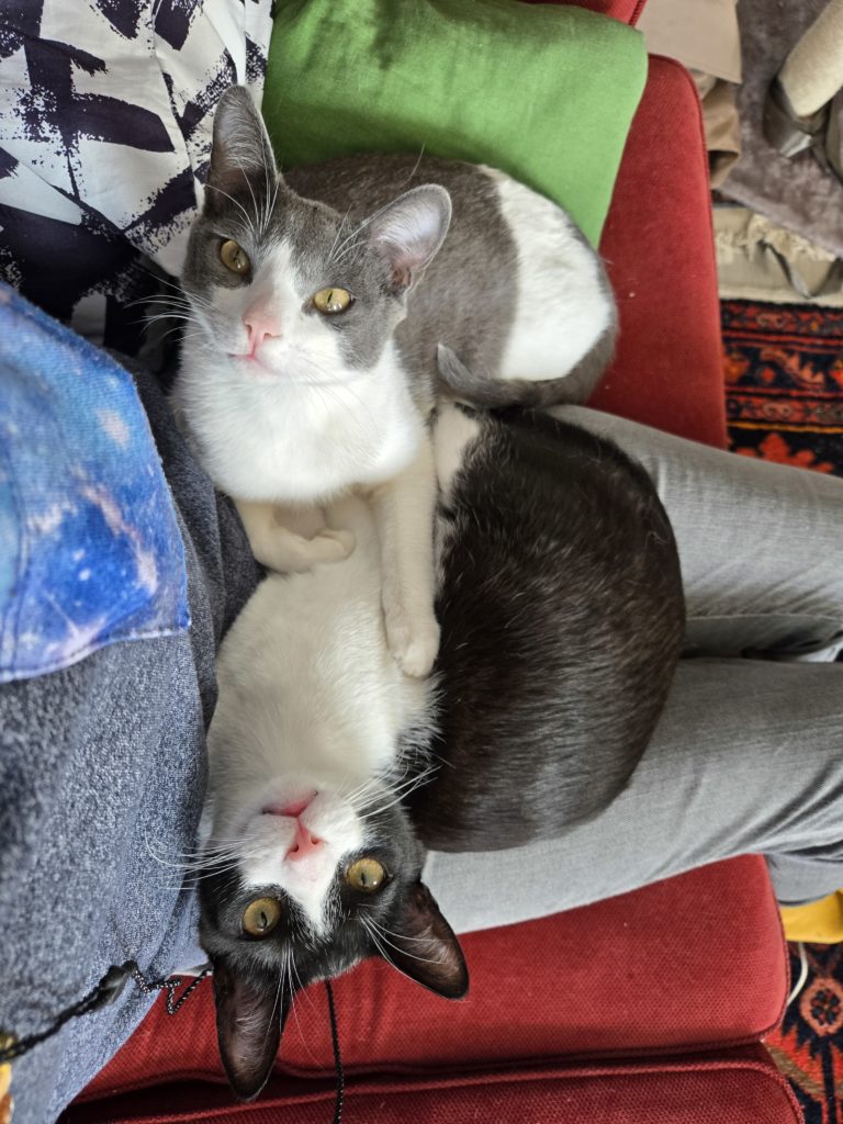 Top-down photo of Ada's lap, with two adorable kittens on it looking up at the camera.