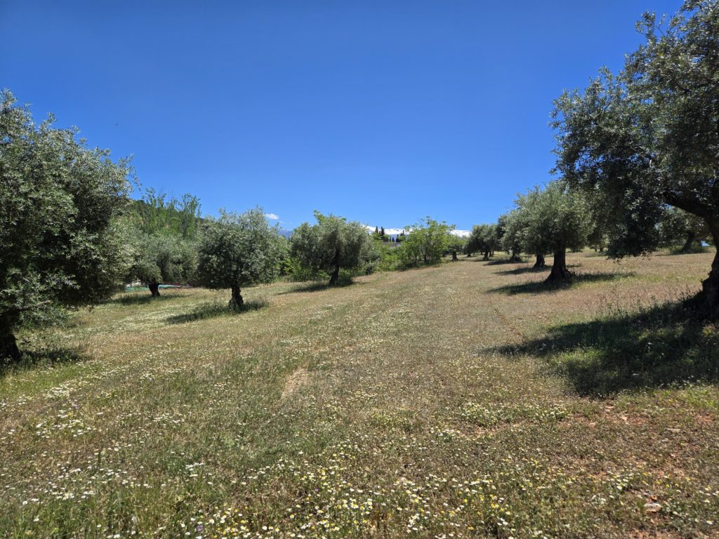 Photo of an orchard of olive trees in Granada, spread out on a gently sloping grassy hill, with a blue sky and snow-capped Sierra Nevada mountain in the background