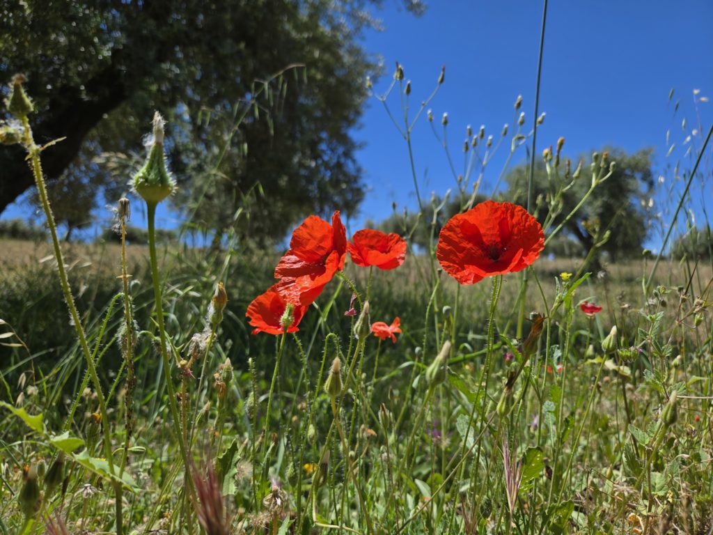Photo of red poppy flowers growing out of a field of grass with trees in the background.